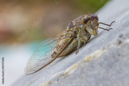 Cicadas in the ground © forest71