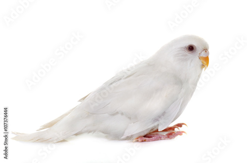 young white  budgerigar