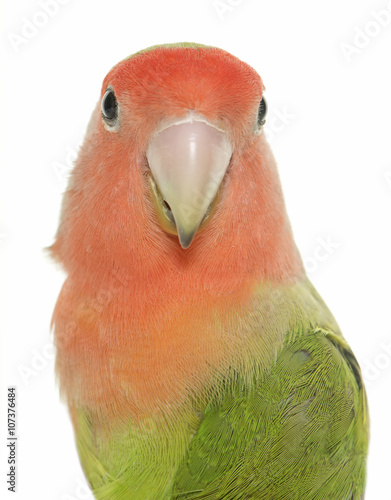 Fotografie Peach faced Lovebird