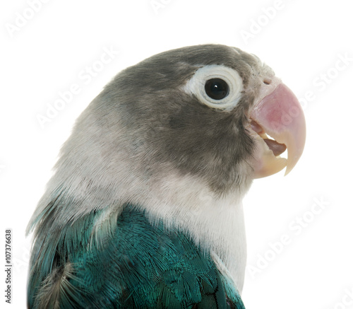 Canvas Print blue masqued lovebird