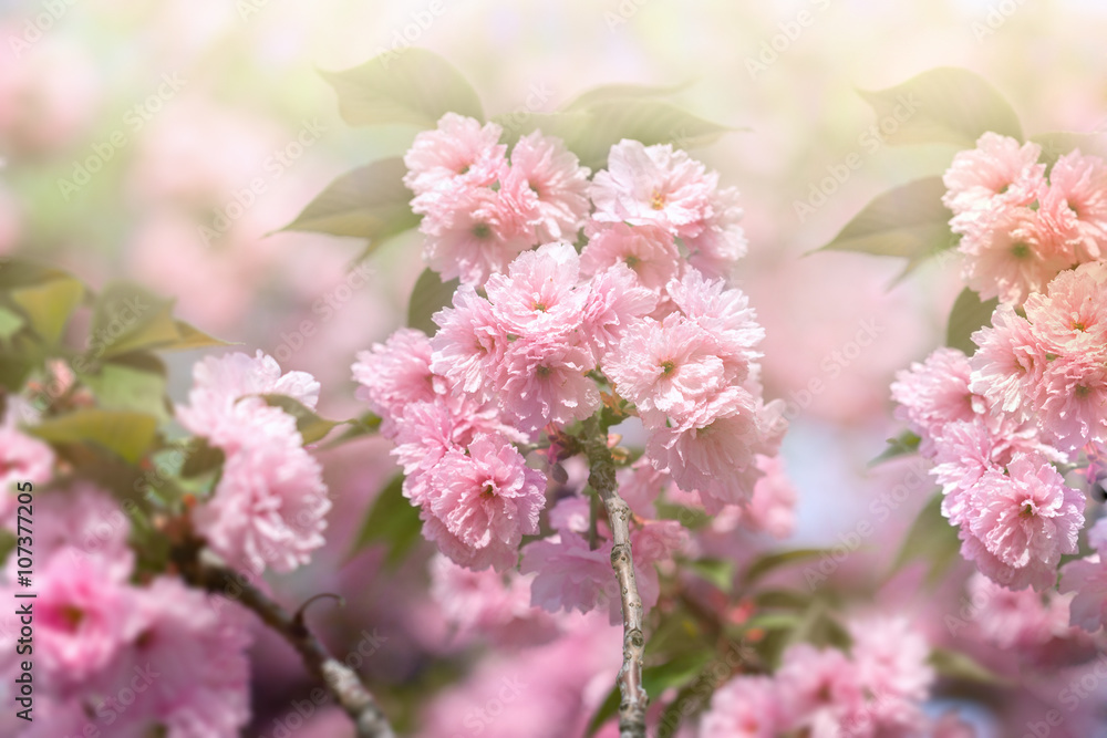 Flowering, blooming cherry tree - Japanese cherry tree