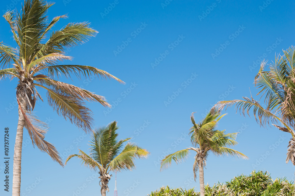 Palm trees and blue sky