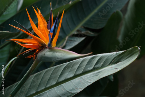 Blooming strellizia reginae flower, a close up photo