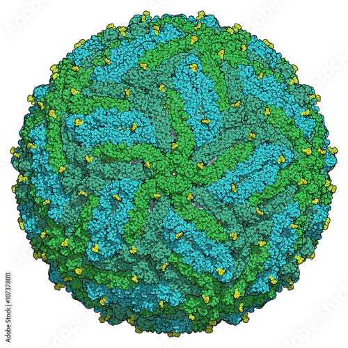 Zika virus. Atomic level structure, determined by cryo-EM.  photo