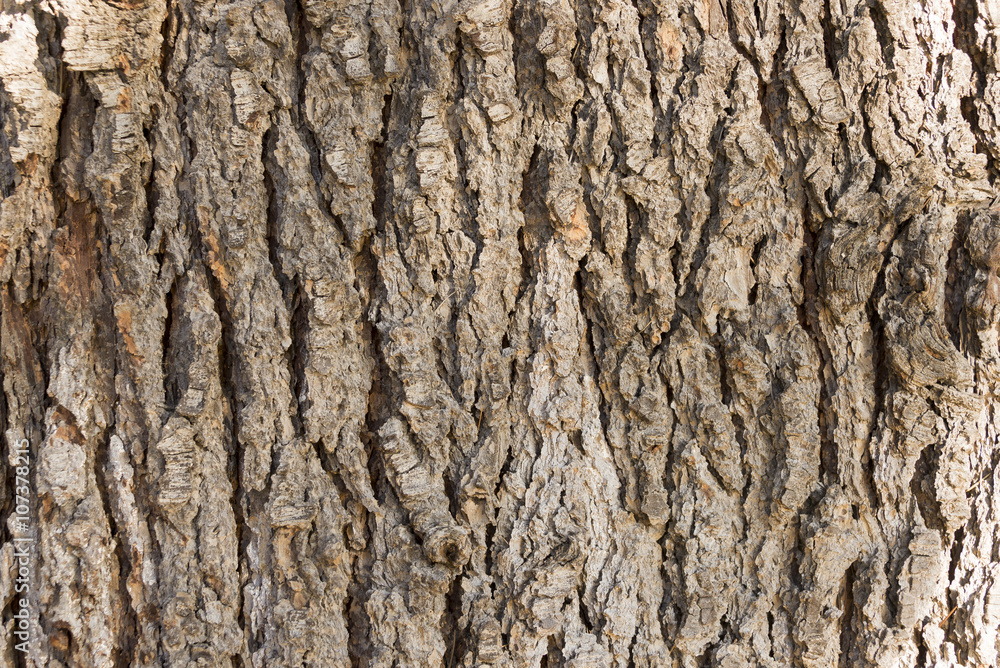Old Wood Tree Texture Background Old Wood Tree Texture Background