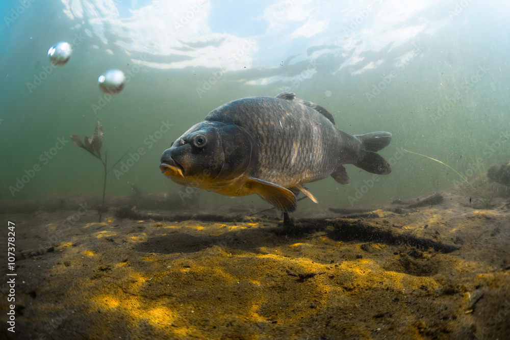 Fototapeta premium Carp