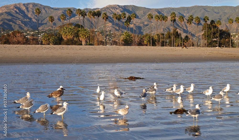Seagulls on Beach. Santa Barbara, CA, USA. 