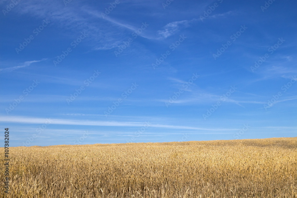 Wheat field at sunny day