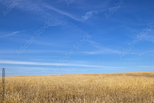 Wheat field at sunny day