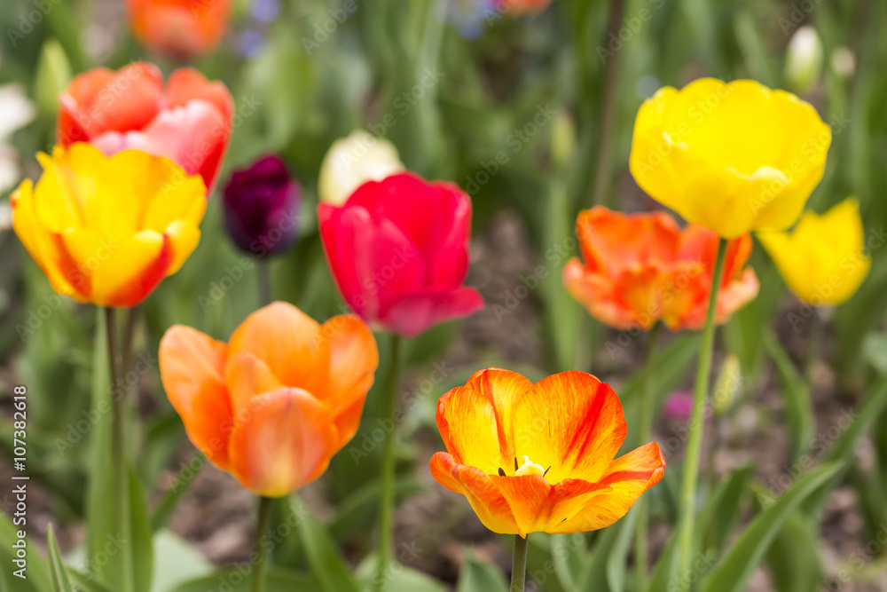 Colorful tulips blooms