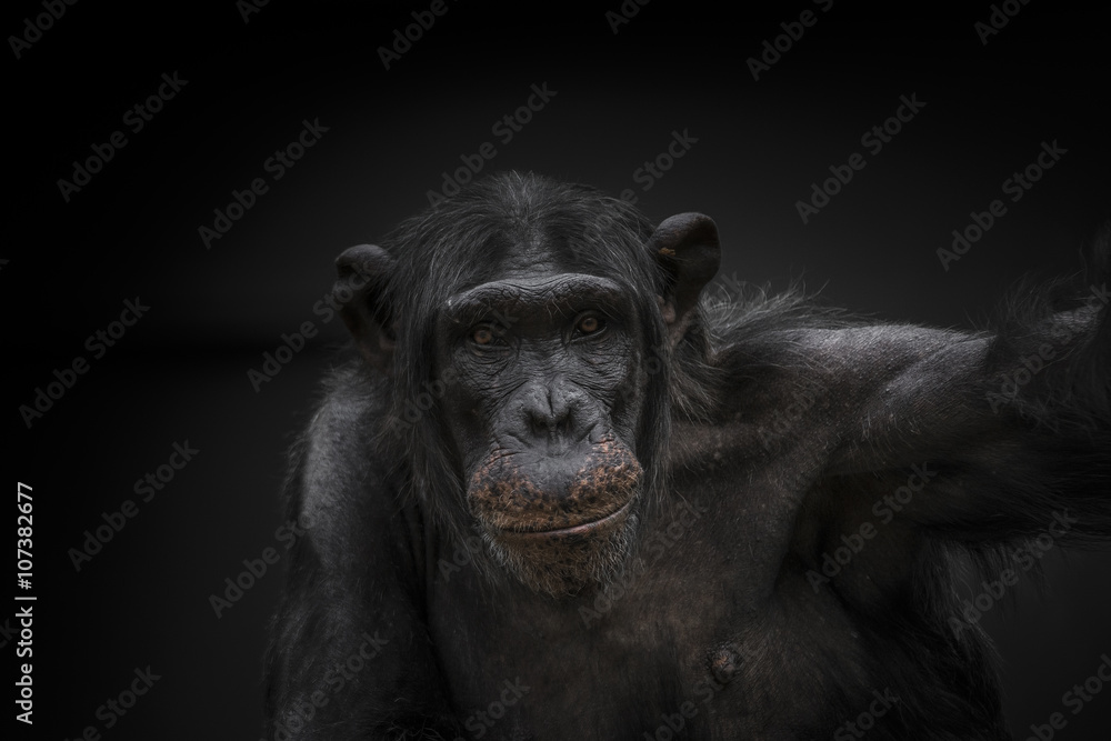 Fototapeta premium Thinking chimpanzee portrait close up