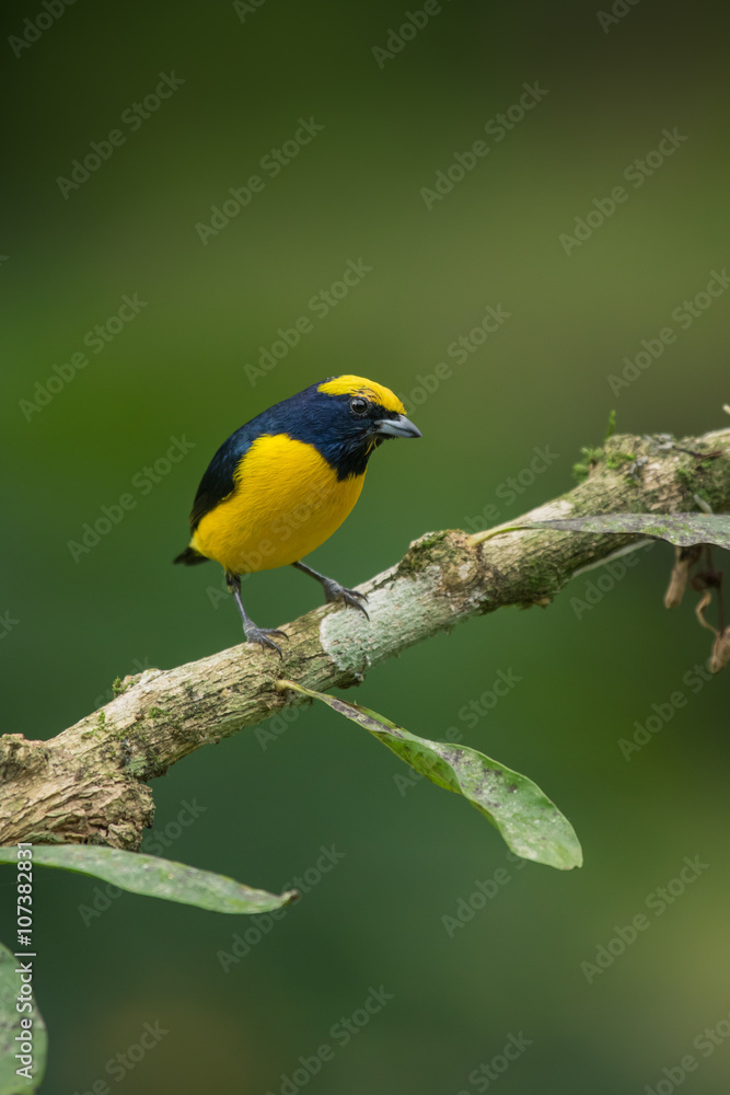 Yellow-crowned Euphonia Yellow-crowned Euphonia