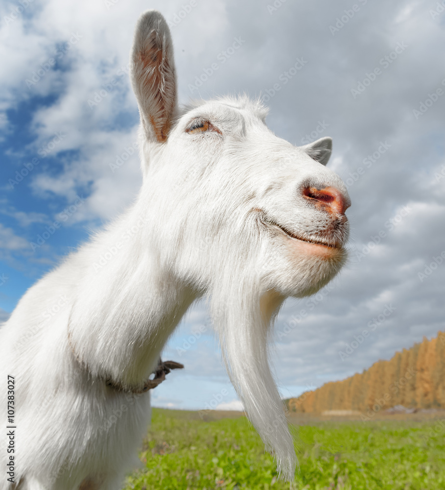 Obraz premium Happy goat