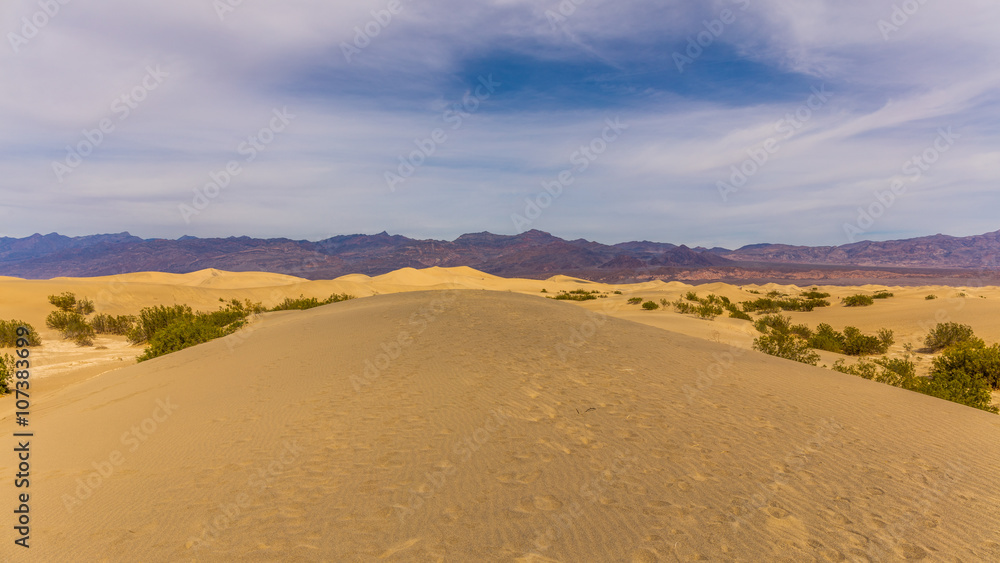 Dried desert grass in the sand dune. Mesquite Flat Sand Dunes, Death Valley National Park, California