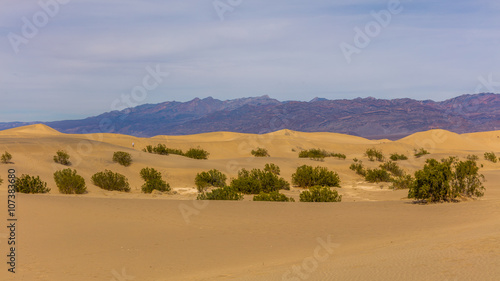 Sand dunes are nearly surrounded by mountains on all sides. Soft  sandy orange waves shine orange light. Mesquite Flat Sand Dunes  Death Valley National Park  California