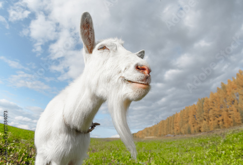 Happy goat