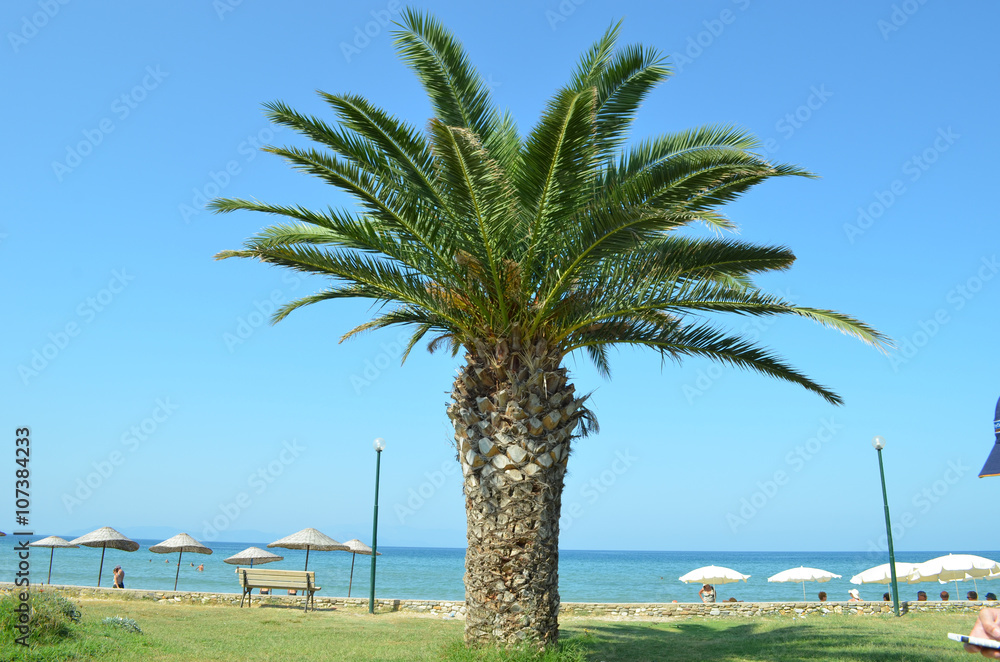 Palm tree and colourful parasols on the beach at the Turkish Riviera close to Kusadasi Palm tree and colourful parasols on the beach at the Turkish Riviera close to Kusadasi