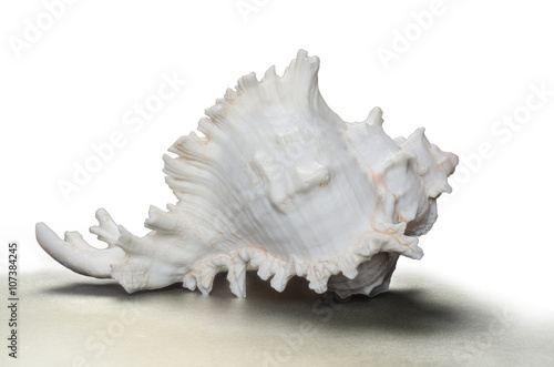 Purpurschnecke II