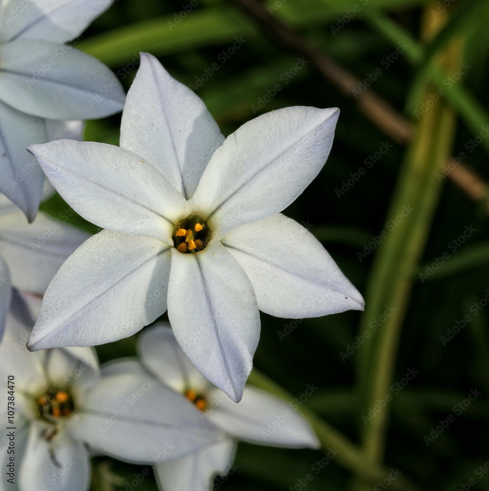 Fototapeta premium ipheion uniflorum