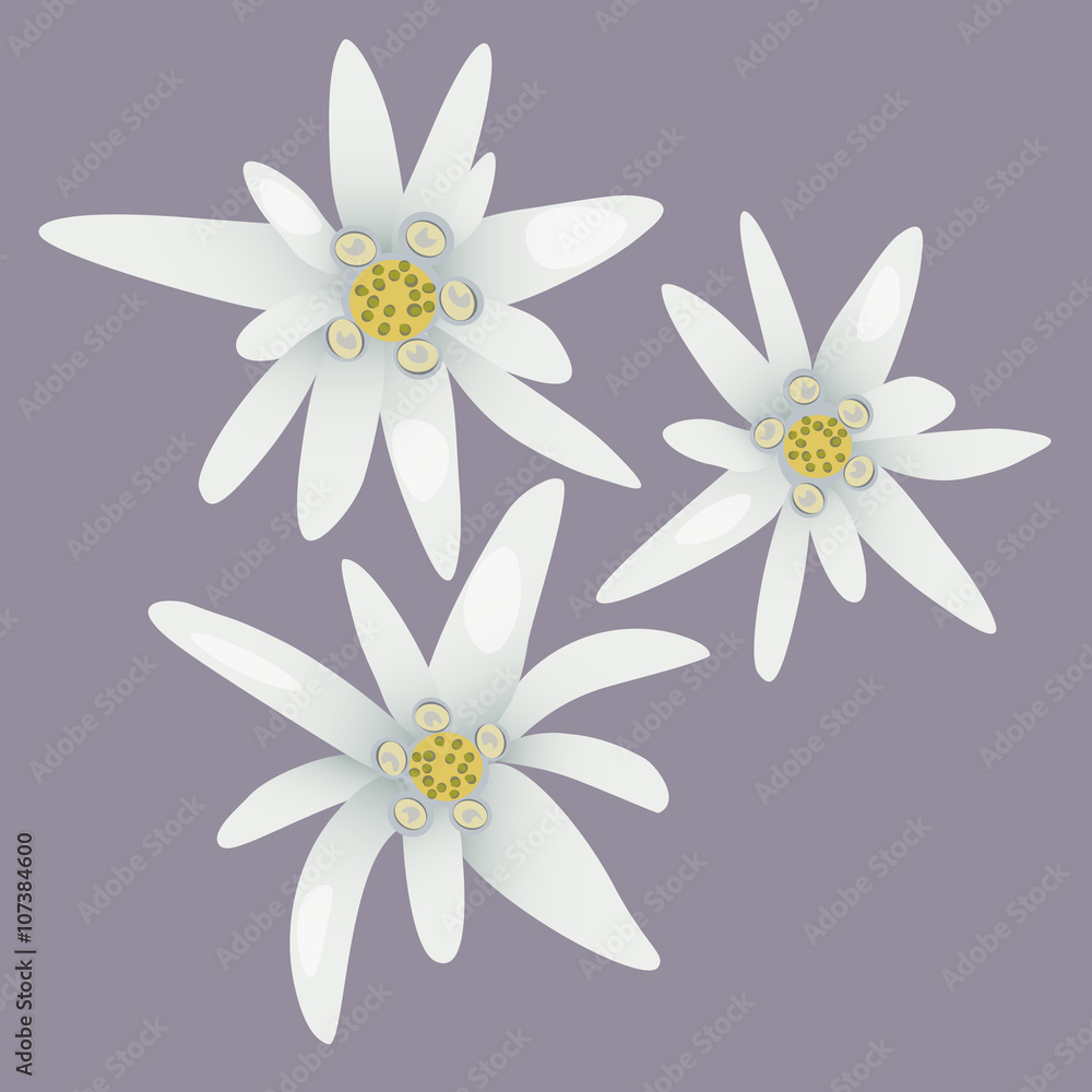 Edelweiss flowers. White flowers.