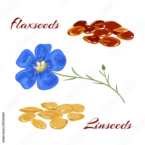 Flaxseeds and blue flax flower.