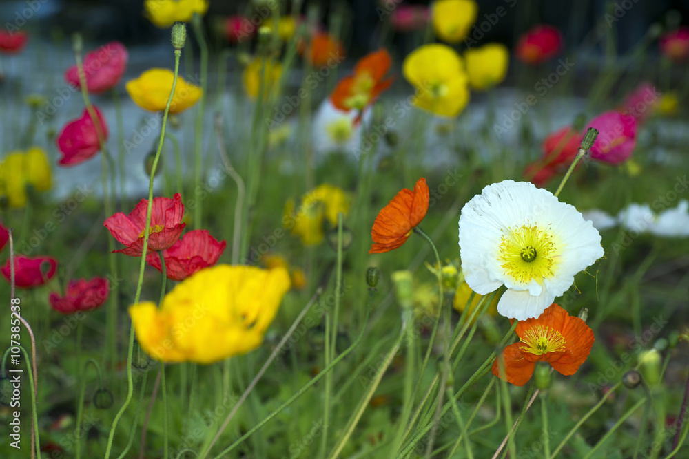 Naklejka premium Flower