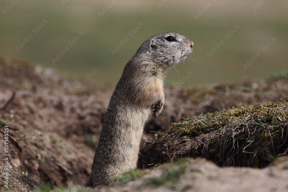 European ground squirrel (Spermophilus citellus) peeks from the burrow. European ground squirrel (Spermophilus citellus) peeks from the burrow.