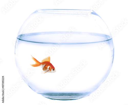 fishbowl and goldfish in studio