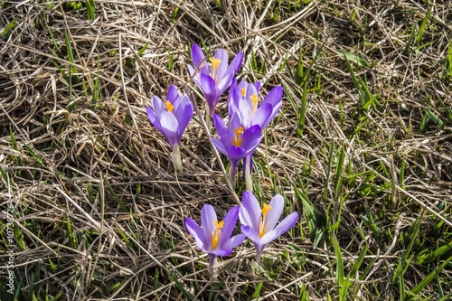 Tapety artystyczne Krokusy