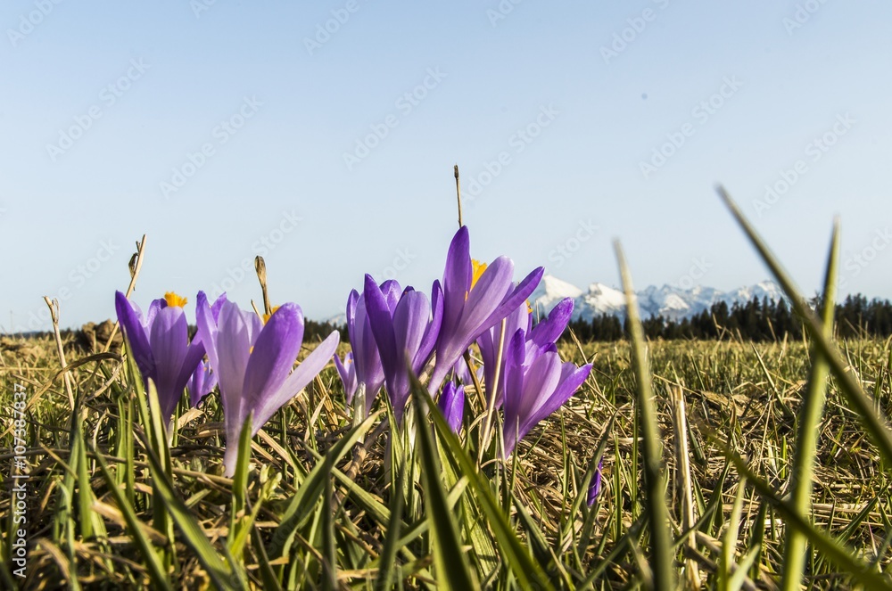 First spring flowers in garden crocus - obrazy, fototapety, plakaty 