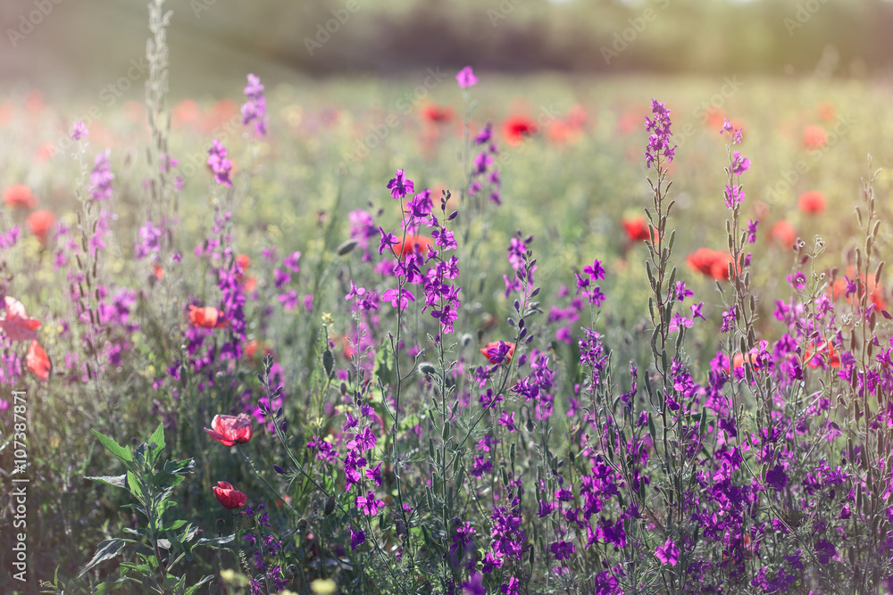 Fototapeta premium Beautiful meadow in spring - wild meadow flowers 