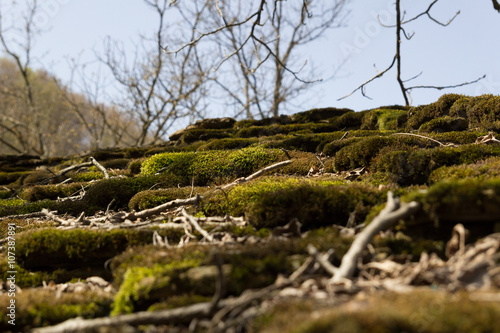 Moss on the roof
