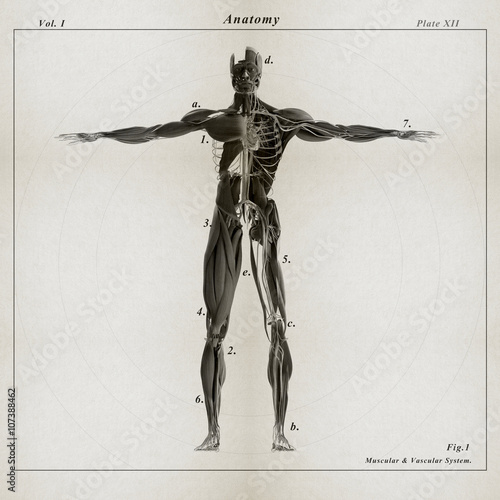 Fotografie Human anatomy