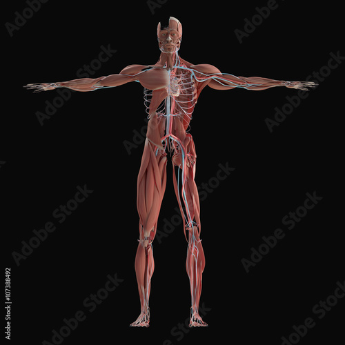Human anatomy. 3D illustration. Muscular and vascular system.