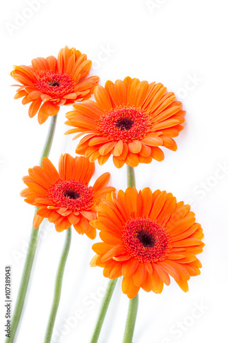 Orange gerbera flowers on white arrangement
