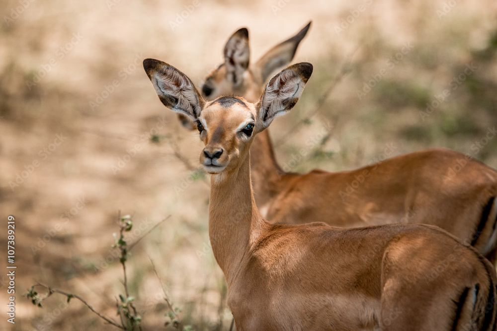 Impalas in the Kruger National Park, South Africa.