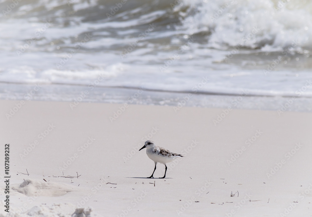 Sandpipers