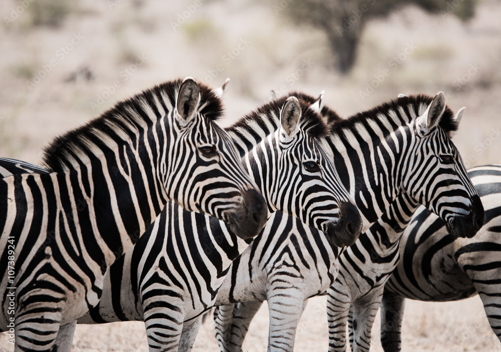 Starring Zebras in the Kruger National Park, South Africa. Starring Zebras in the Kruger National Park, South Africa.