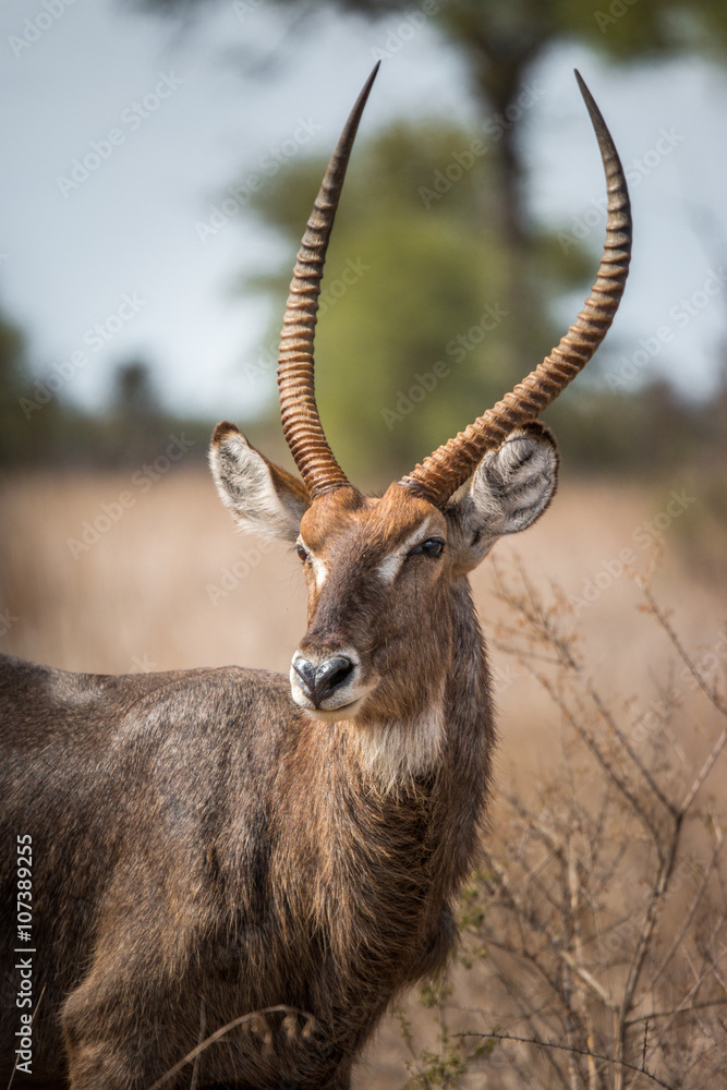 Waterbuck starring in the Kruger National Park, South Africa.