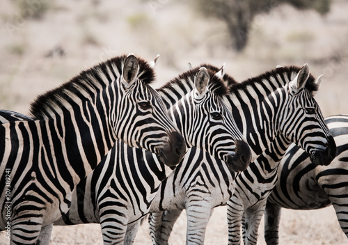 Fototapeta Naklejka Na Ścianę i Meble -  Starring Zebras in the Kruger National Park, South Africa.