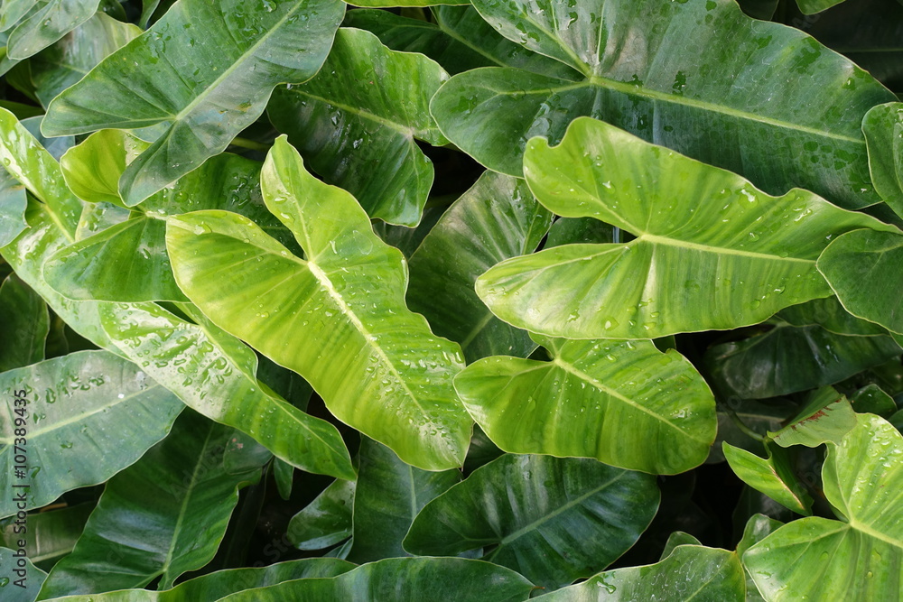 Fototapeta premium Long green leaves in the garden (Philodendron)