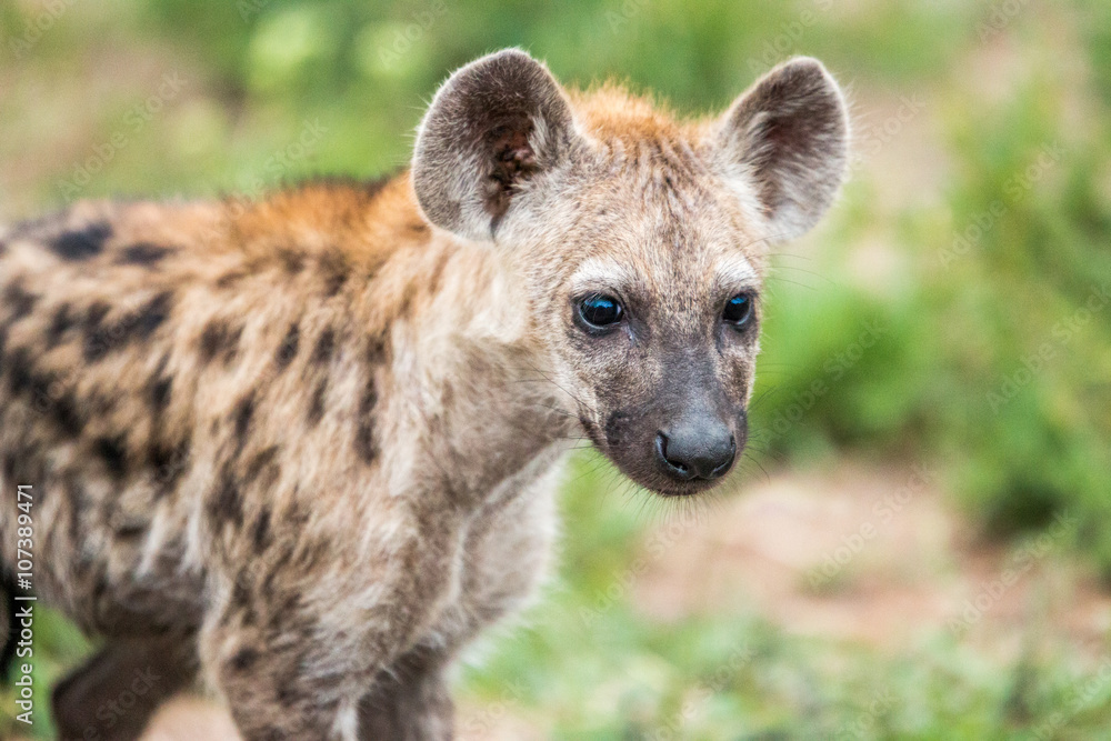 Starring Spotted hyena cub in the Kruger National Park, South Africa. Starring Spotted hyena cub in the Kruger National Park, South Africa.
