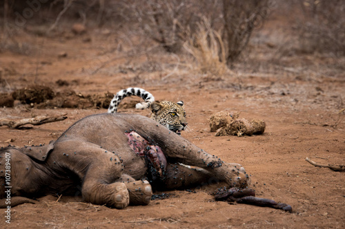 Leopard hiding behind an Elephant carcass in the Kruger National Park  South Africa.