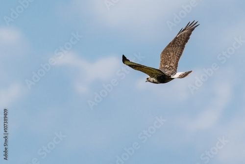 M  usebussard  Buteo buteo  im Flug