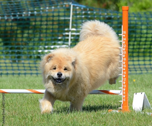 Chow Chow at a Dog Agility Trial photo