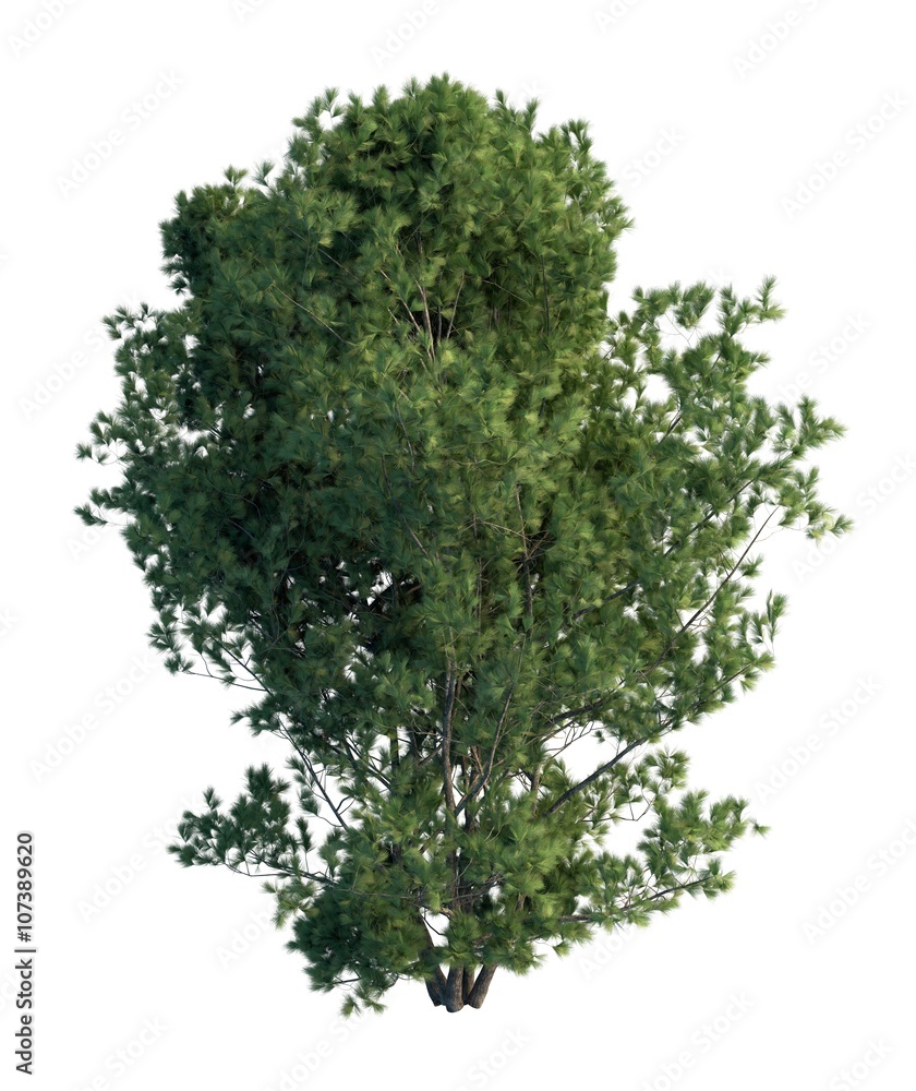 Obraz premium 3D Illustration Pine Tree Isolated On White 