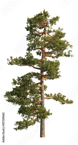 3D Illustration Pine Tree Isolated On White 