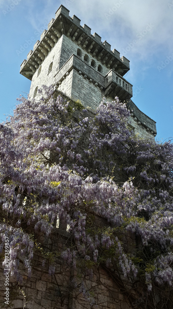 Old tower, overgrown with flowering wisteria, landmark Sochi Old tower, overgrown with flowering wisteria, landmark Sochi