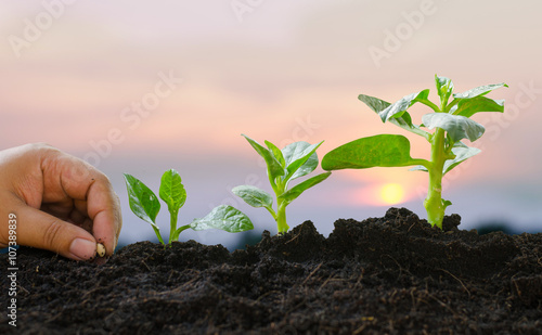 Obraz na plátně Plant Growing concept