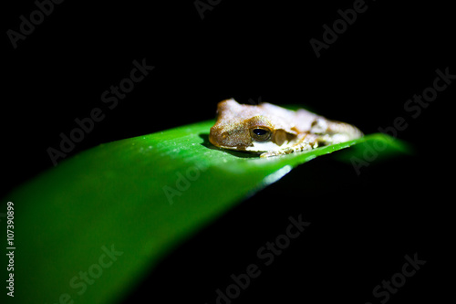 Polypedates  - Tree frog photo